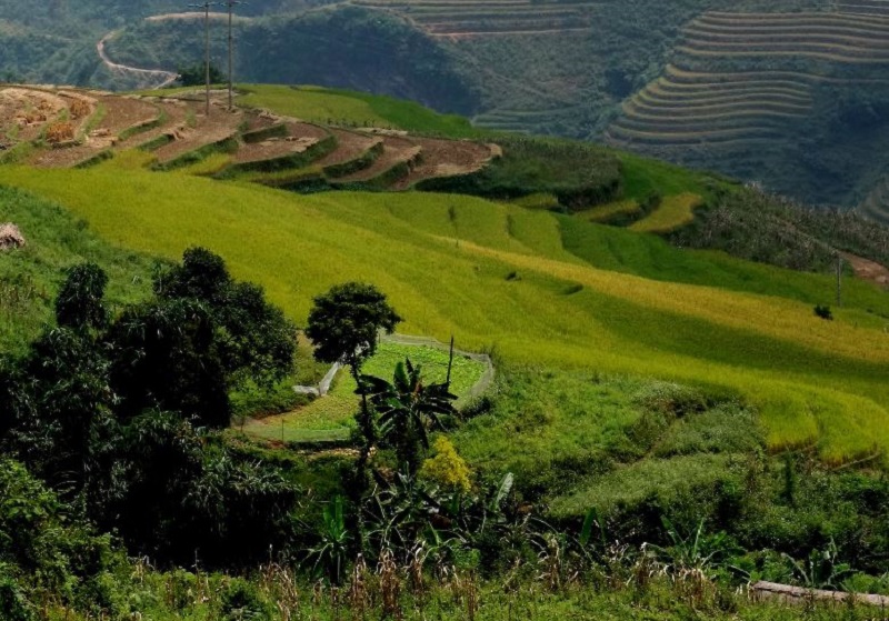 Phượt trải nghiệm cung đường rừng thông Yên Minh reo vui 7