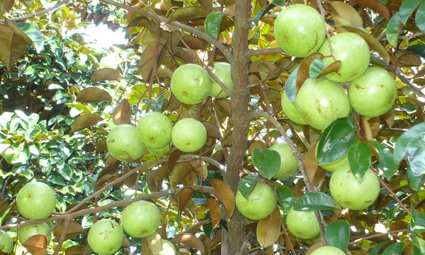 Khám phá Vườn trái cây Lái Thiêu Bình Dương giá rẻ ngon nức tiếng 4