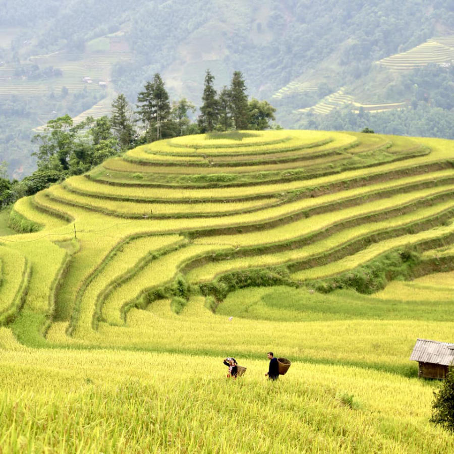 Loạn nhịp trước Hoàng Su Phì mùa lúa chín đẹp đến nao lòng 2