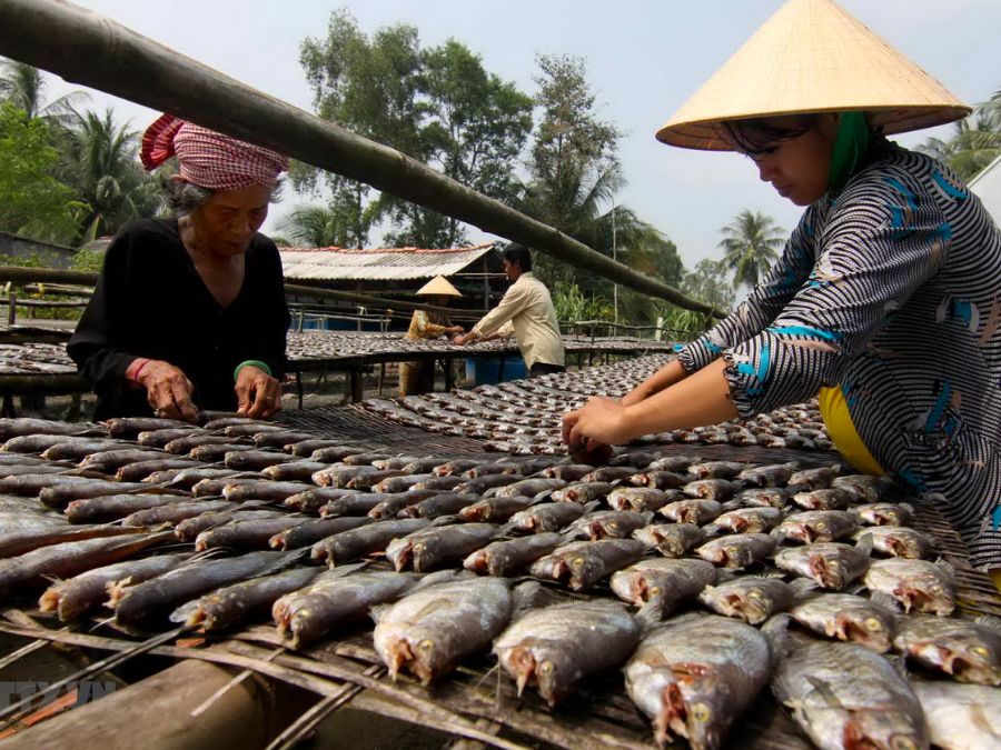 Tìm hiểu Nghề làm cá khô bổi ở Cà Mau với truyền thống lâu đời 2