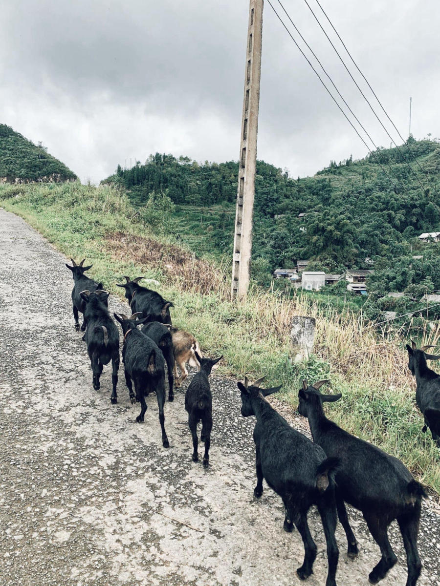 Vi vu Hà Giang đi tìm bình yên trên vùng cao xinh đẹp 8