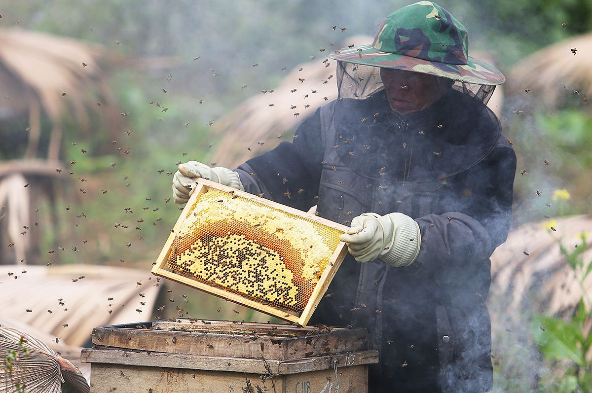 Về mùa hoa bạc hà Hà Giang thu hoạch mật ong rừng nguyên chất 6