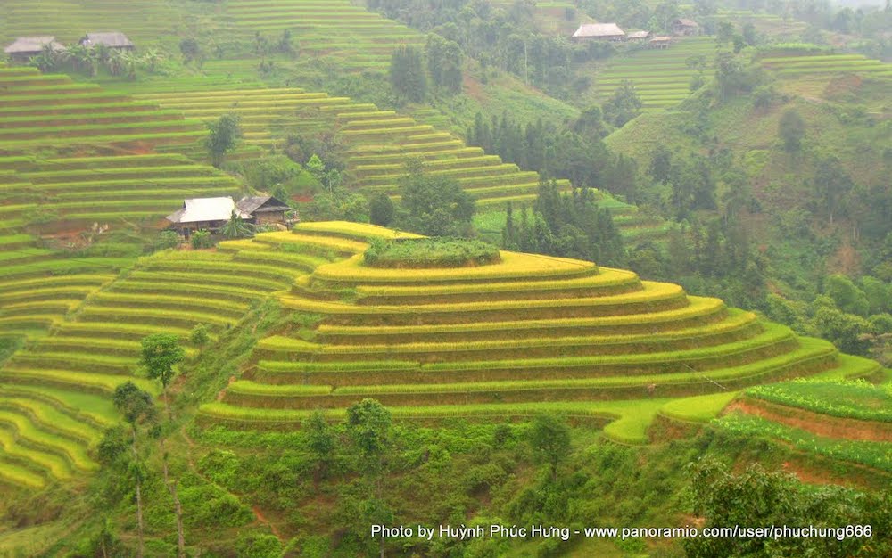 Hồ Thầu – Muôn thuở vẻ đẹp ruộng bậc thang tại Hoàng Su Phì 5