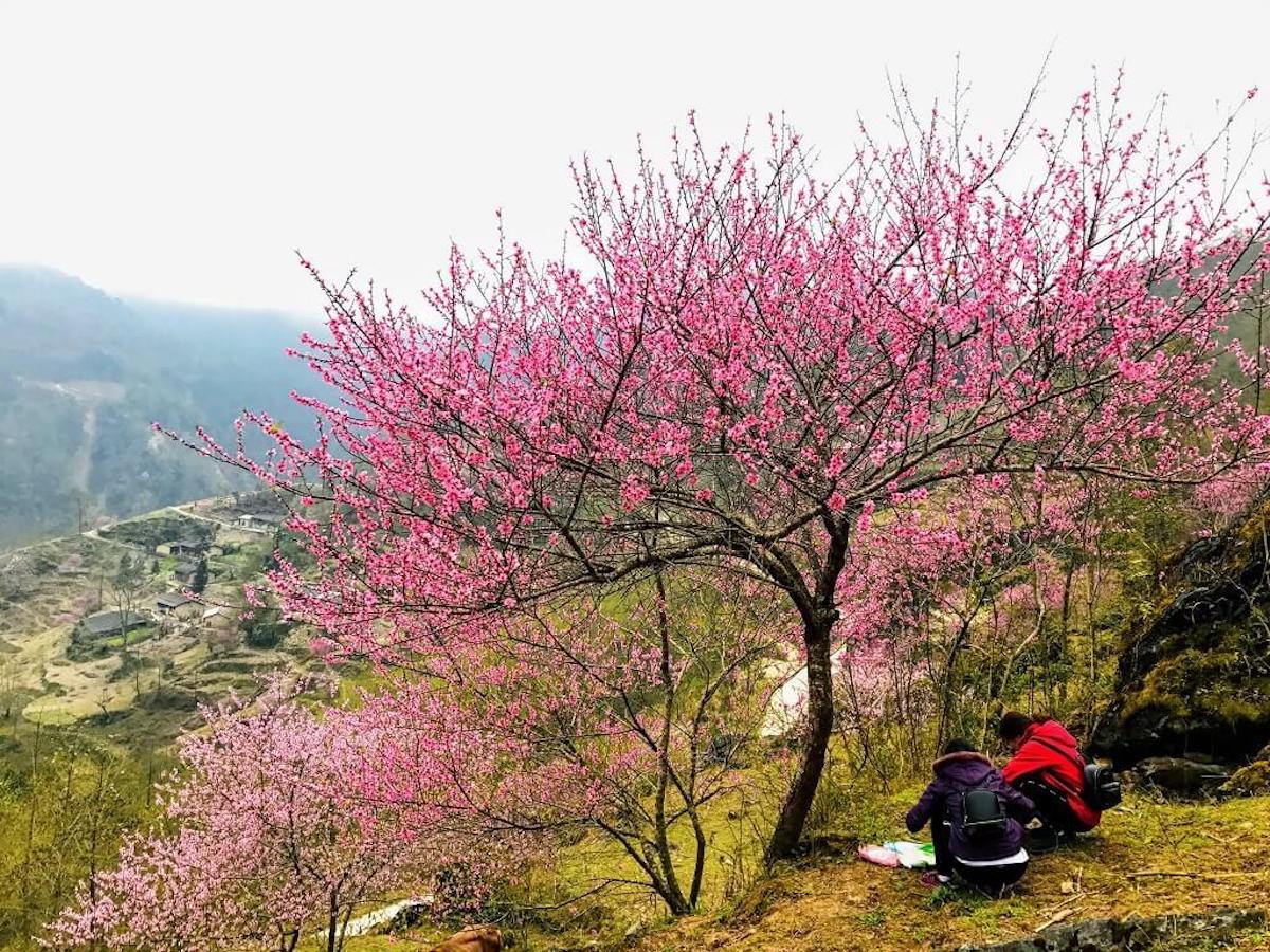 Kinh nghiệm săn hoa đào Hà Giang tháng 3 cho người mới chi tiết nhất 4