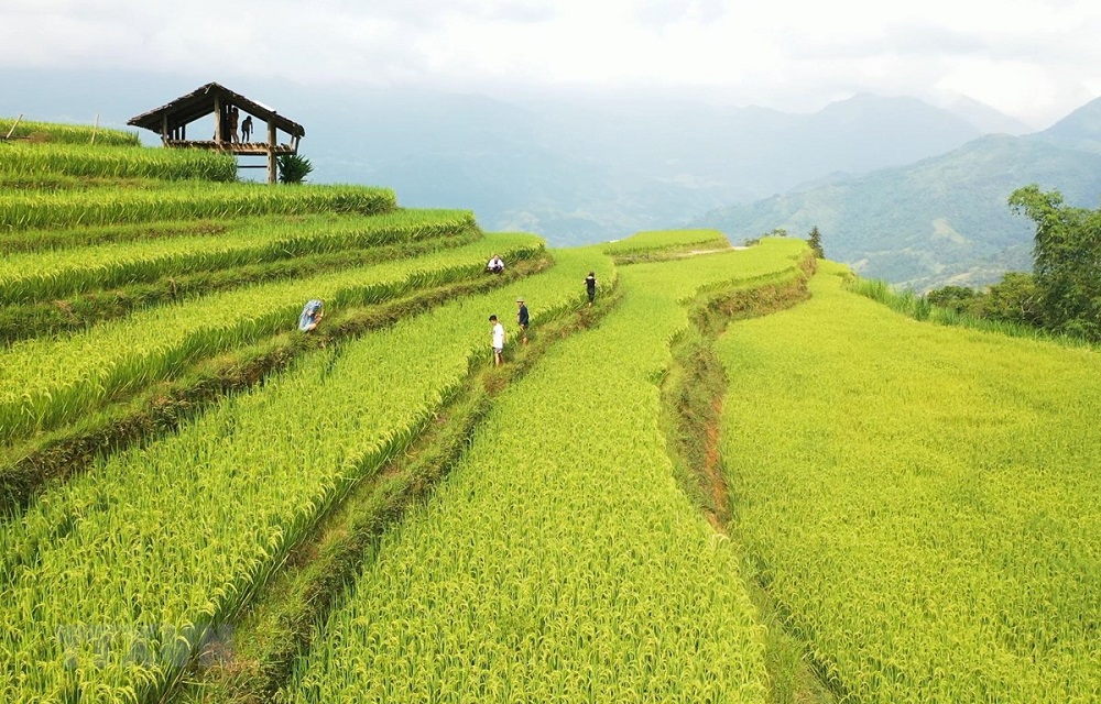 Di sản ruộng bậc thang Hoàng Su Phì - Kiệt tác đất Hà Giang 4