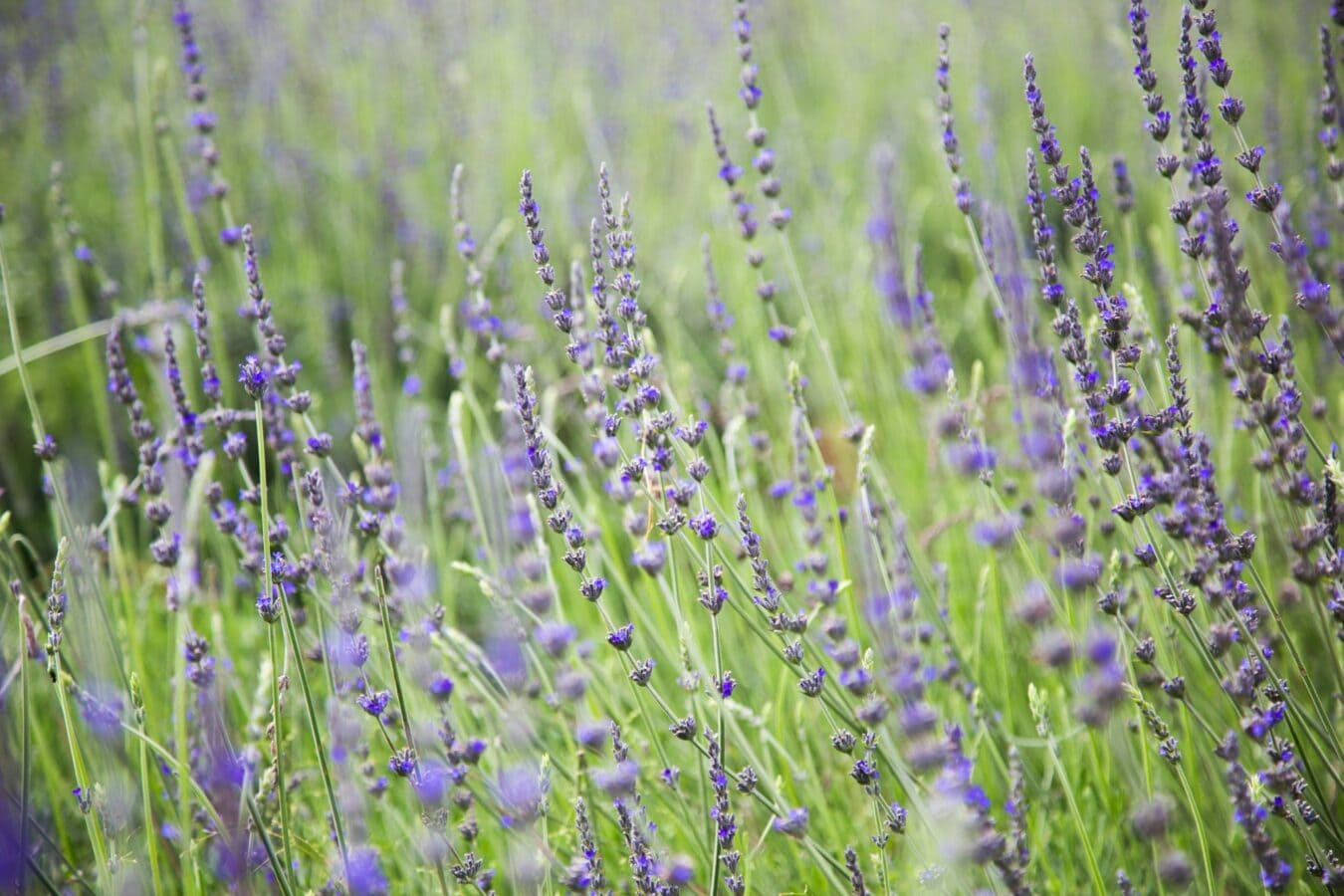 Lạc vào tiên cảnh với khu du lịch Lavender Đà Lạt 5