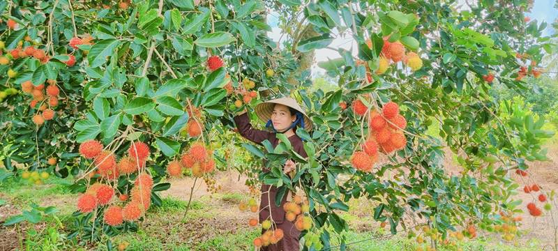Vườn sinh thái Hoa Vương tọa độ sống ảo lý tưởng tại Bến Tre 5