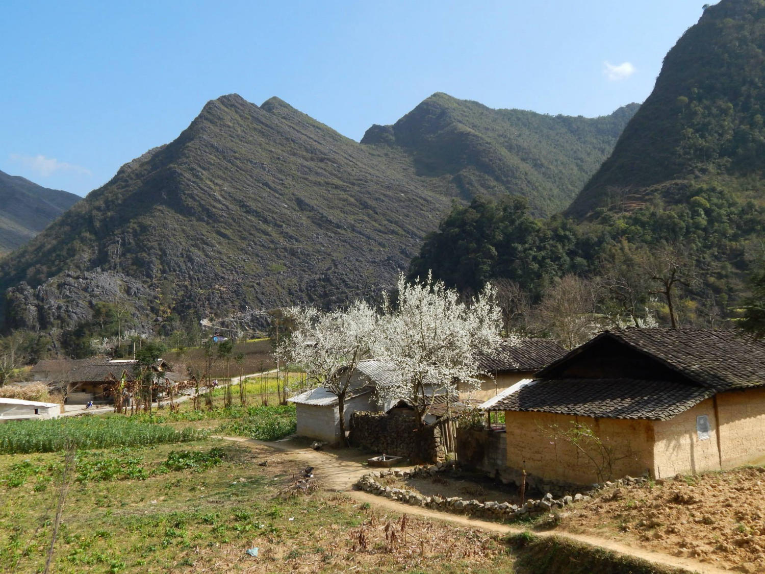 Đắm say trước mùa hoa lê trắng Hà Giang đẹp dịu dàng 2