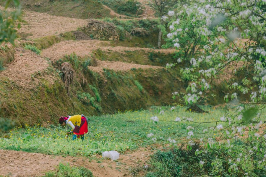 Review Hà Giang, khám phá bức tranh đời thường nơi cao nguyên đá bình yên 8