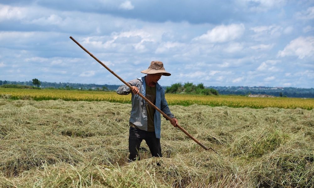 Cánh đồng Ngô Sơn, mảnh ghép tuyệt đẹp giữa đại ngàn xanh thẳm 6