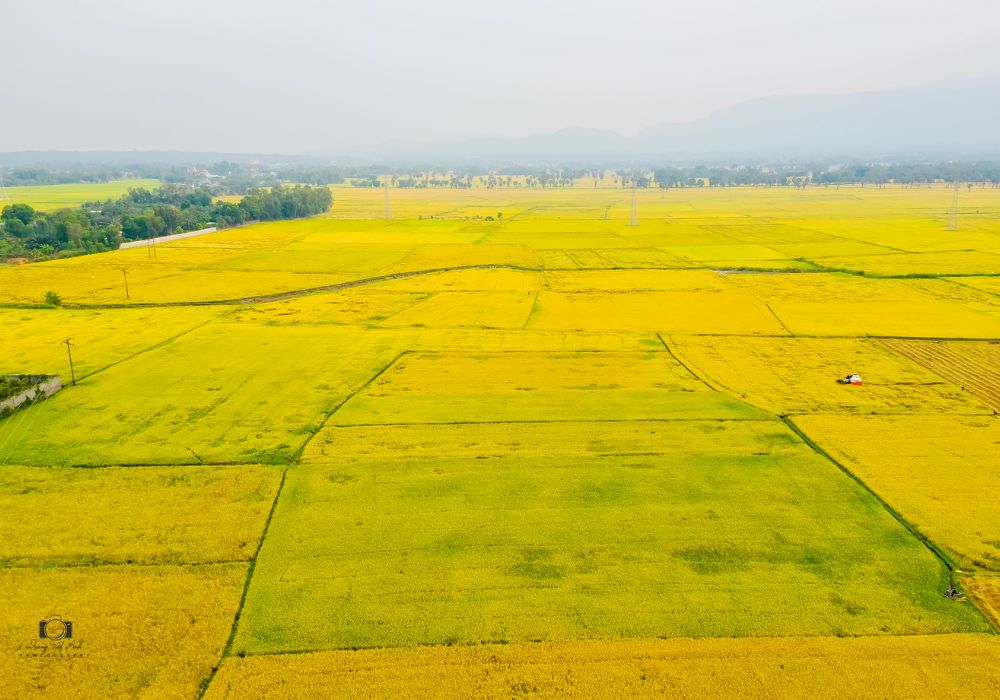 Chiêm ngưỡng mùa vàng An Giang cực thơ mộng, quyến rũ 4