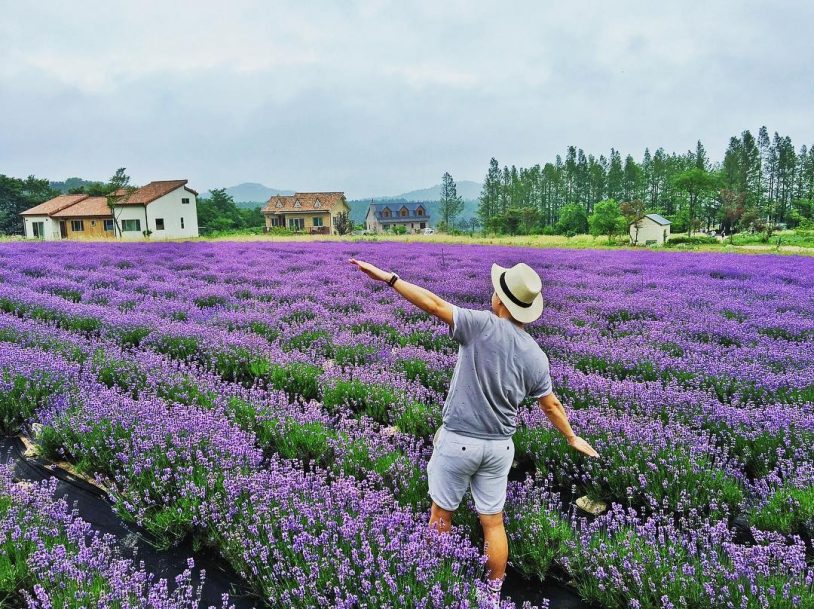 Lung linh ánh tím mùa hoa lavender Đà Lạt - Khoảnh khắc không thể bỏ lỡ 2