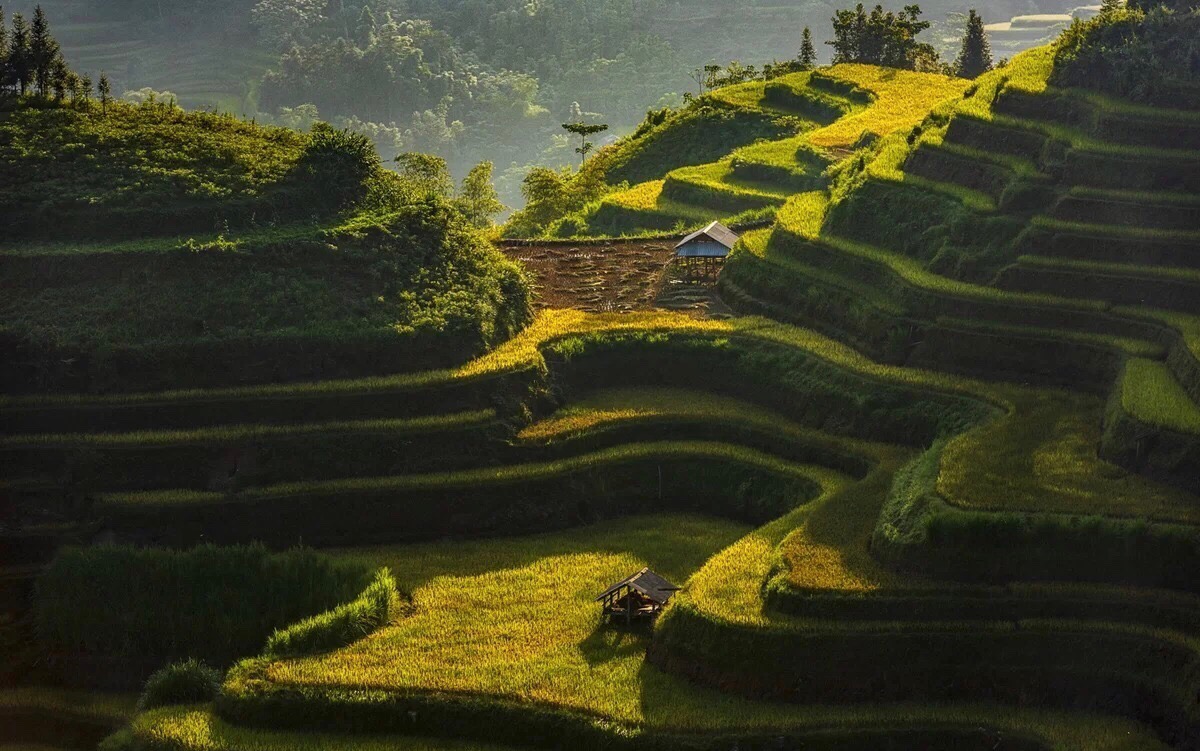 Kinh nghiệm đi Hà Giang săn mùa vàng - Thương nhớ mùa lúa chín ở cao nguyên đá 6