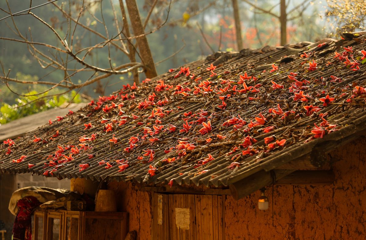 Mùa hoa gạo Hà Giang bừng sắc đỏ khắp Cao nguyên đá 6