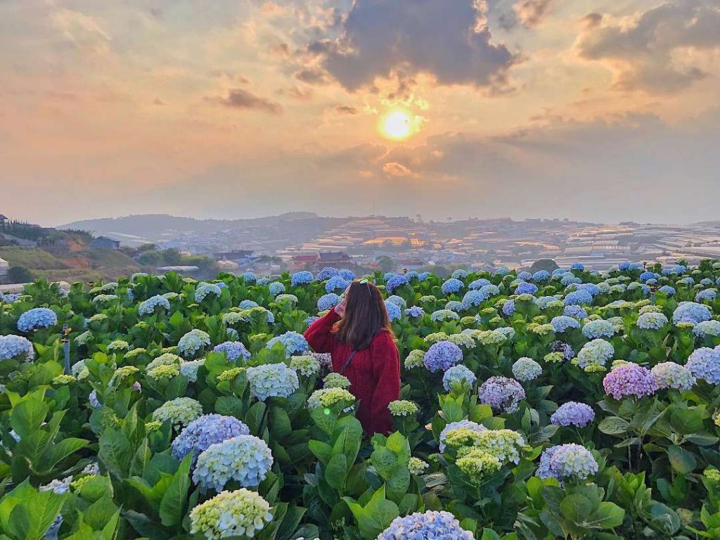 Tháng Sáu đi Đà Lạt chơi gì để nâng tầm trải nghiệm thành phố ngàn hoa qua lăng kính tháng Sáu 7