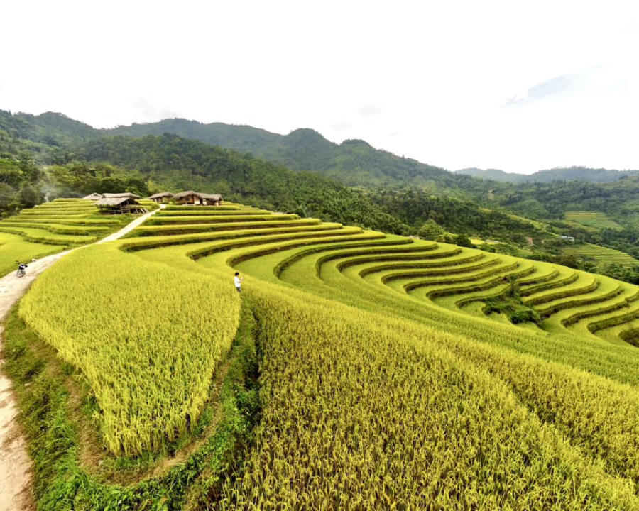 Loạn nhịp trước Hoàng Su Phì mùa lúa chín đẹp đến nao lòng 10