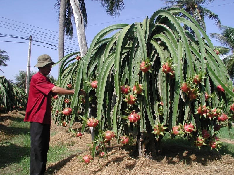 Trải nghiệm Hàm Thuận Nam đầy nắng và gió ở Bình Thuận 3