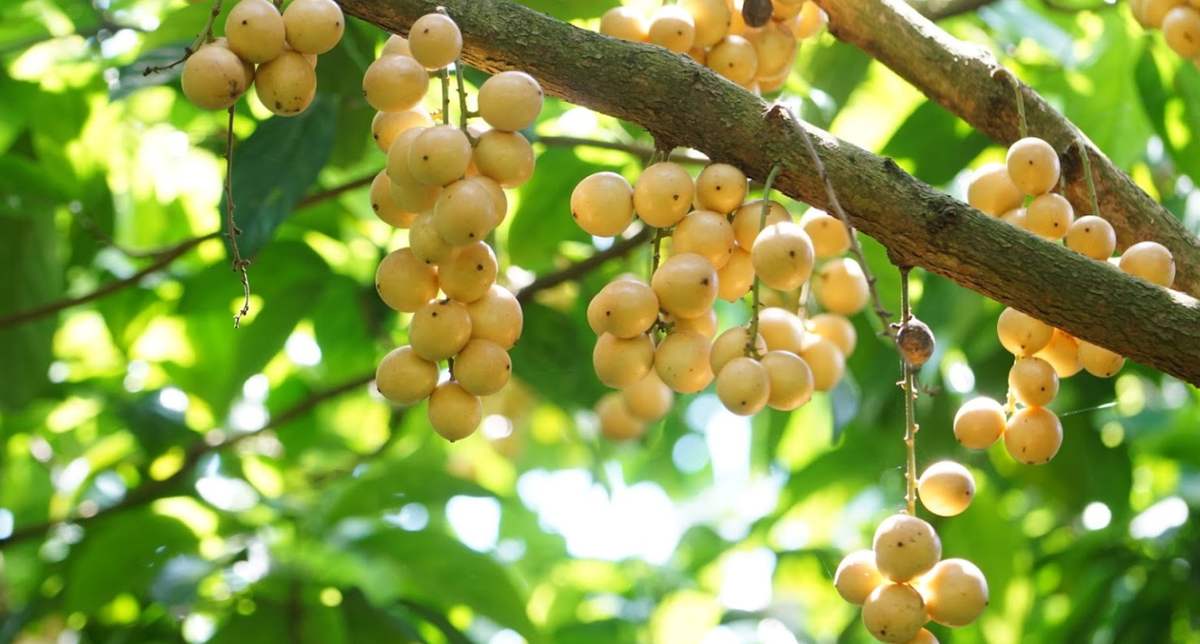 Đến Tây Đô, thử ngay món ngon Gà um dâu Hạ Châu lạ miệng 5
