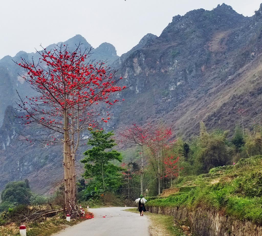 Mùa hoa gạo Hà Giang bừng sắc đỏ khắp Cao nguyên đá 3