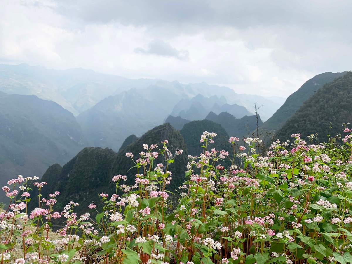 Trải nghiệm đầy thơ mộng với kinh nghiệm đi Hà Giang ngắm hoa tam giác mạch 3