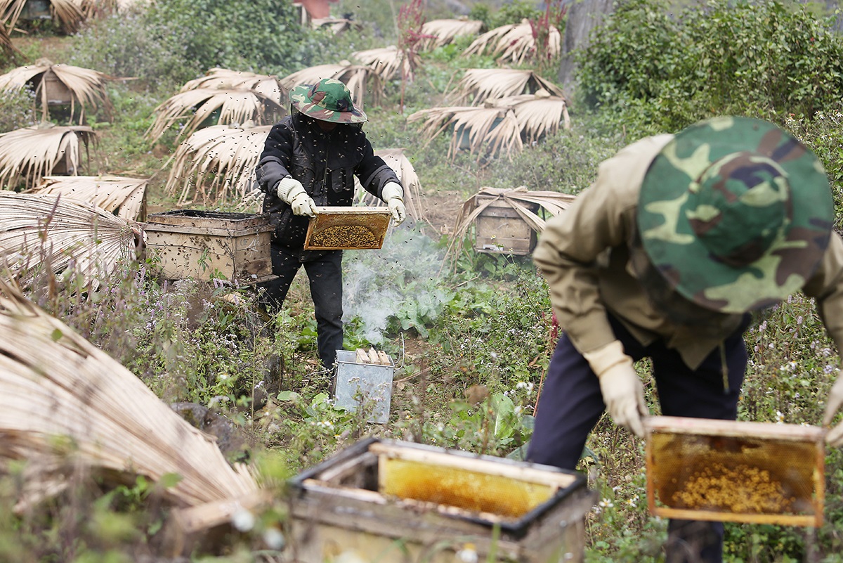 Mật ong bạc hà Hà Giang - Thực phẩm vàng nơi cao nguyên đá 4