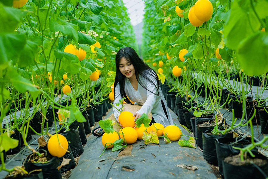 Vườn dưa Út Phong Châu Đốc, Đà Lạt thu nhỏ giữa miền sông nước 8