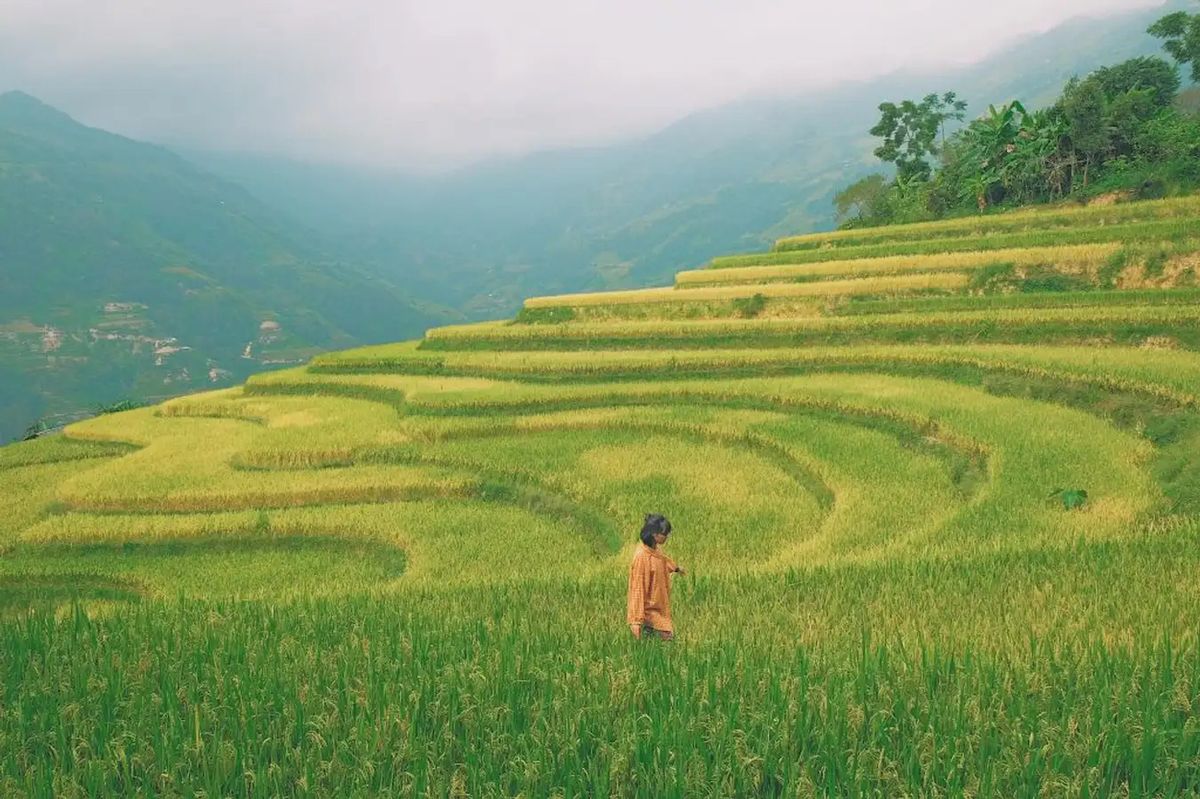 Bản Phùng – Hoàng Su Phì nên thơ mùa lúa chín 6