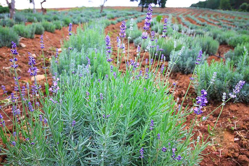 Lạc vào tiên cảnh với khu du lịch Lavender Đà Lạt 11