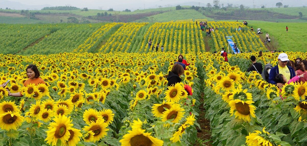 Sun Flower Farm cánh đồng hoa hướng dương bất tận tại Bình Phước 6