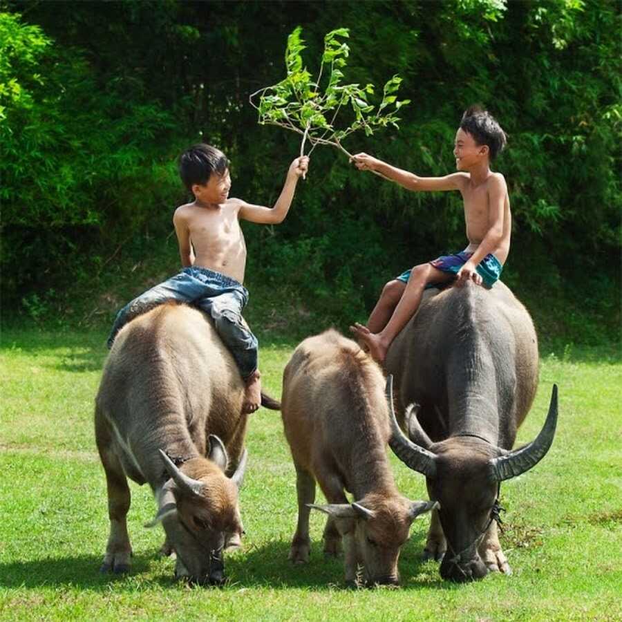 Độc đáo lễ hội rước Mục Đồng Đà Nẵng dành riêng cho trẻ em chăn trâu nơi cồn cỏ 4