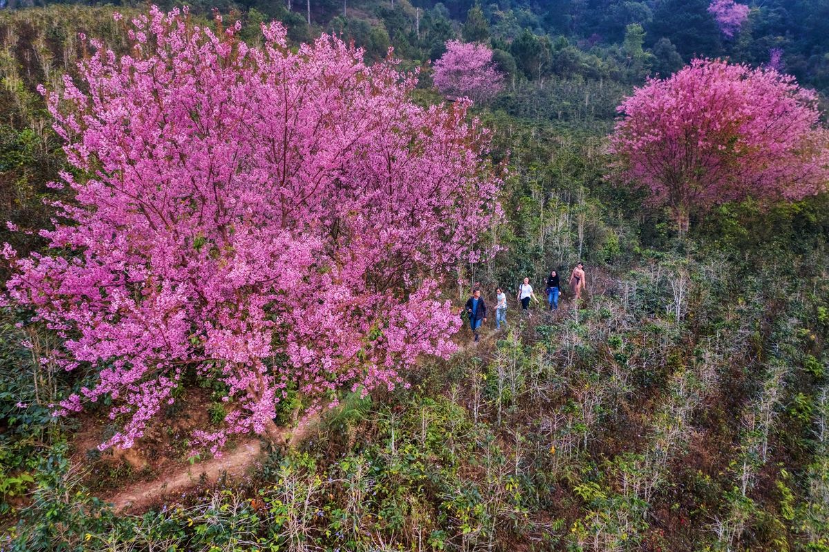 Ngắm nhìn vẻ đẹp rực rỡ của mùa hoa mai anh đào Đà Lạt 9