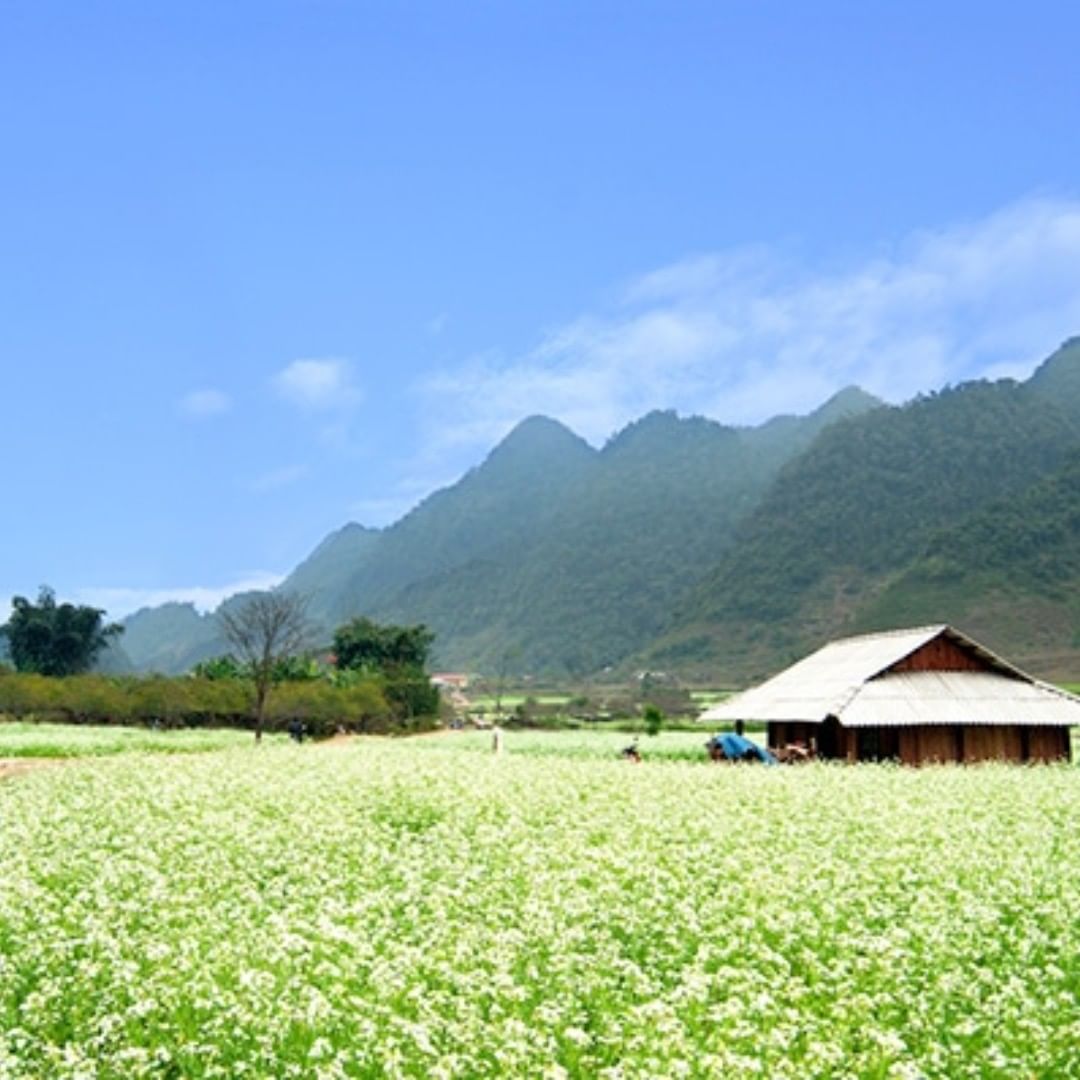 Mùa hoa cải trắng Hà Giang – Mùa hoa thương nhớ với nét mộc mạc, nên thơ 4