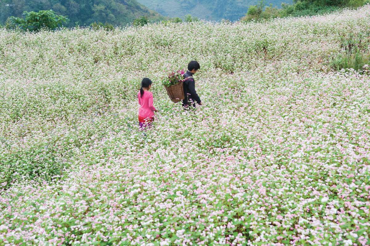 Hoàng Su Phì - Ngỡ ngàng vẻ đẹp ruộng bậc thang mùa lúa chín 6