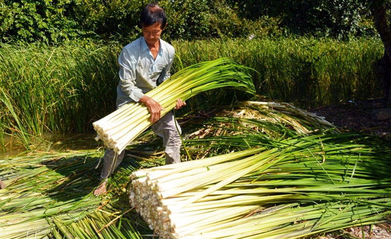 Thưởng thức Bồn bồn Cà Mau, đặc sản dân dã của vùng đất mũi 3