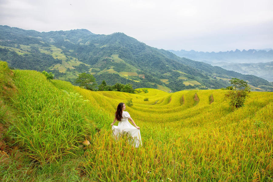 Mùa vàng Khuổi My tựa như tranh vẽ trên cao nguyên đá Hà Giang 4