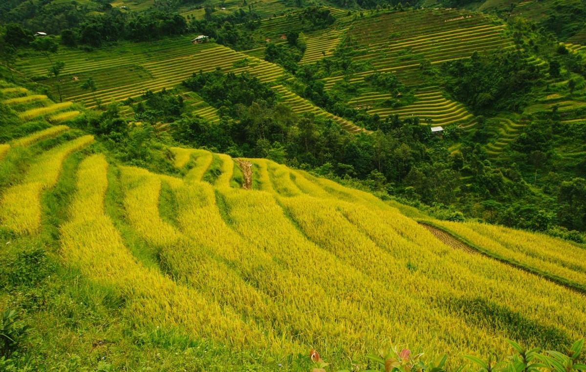 Hoàng Su Phì - Ngỡ ngàng vẻ đẹp ruộng bậc thang mùa lúa chín 5