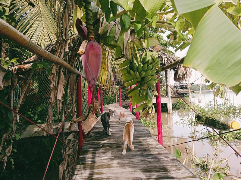 Nông Trại Thảnh Thơi, tọa độ farmstay độc đáo tại Bến Tre 2