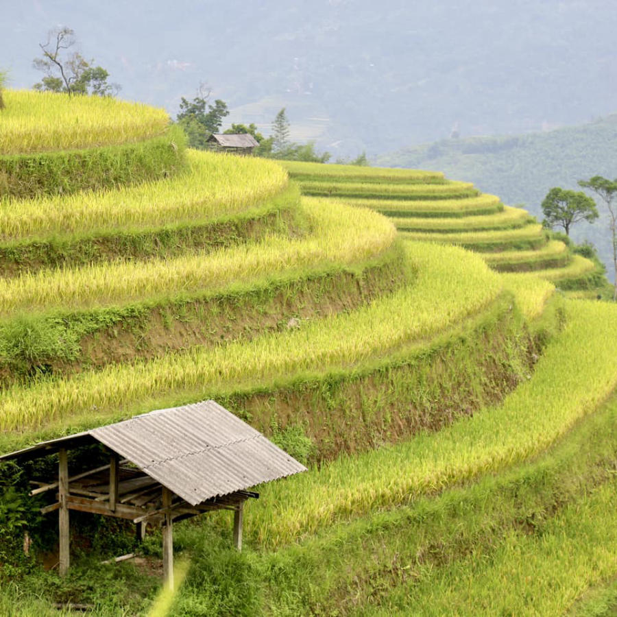 Loạn nhịp trước Hoàng Su Phì mùa lúa chín đẹp đến nao lòng 8