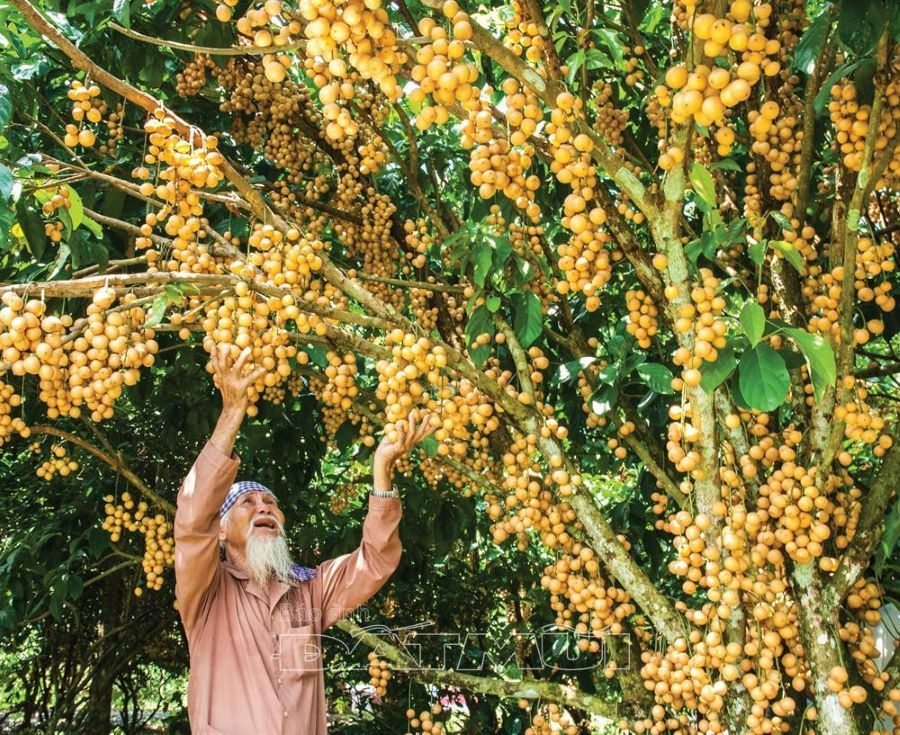 Vườn dâu Cái Tàu, cực phẩm khiến bạn không thể chối từ 2