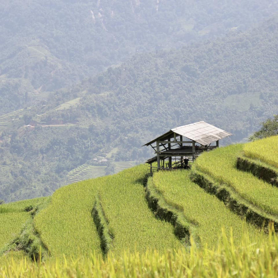 Loạn nhịp trước Hoàng Su Phì mùa lúa chín đẹp đến nao lòng 4