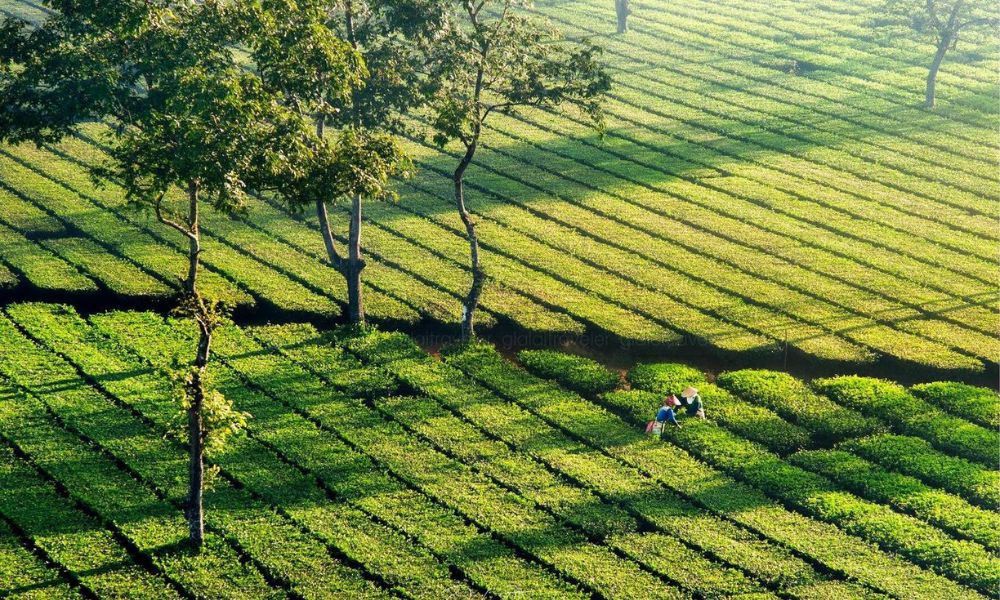 Khám phá Biển Hồ Chè giữa lòng cao nguyên rộng lớn 2