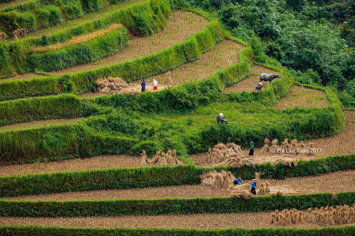 Đến Bản Luốc - Sán Sả Hồ để ngắm thửa ruộng bậc thang rộng nhất Hoàng Su Phì 6