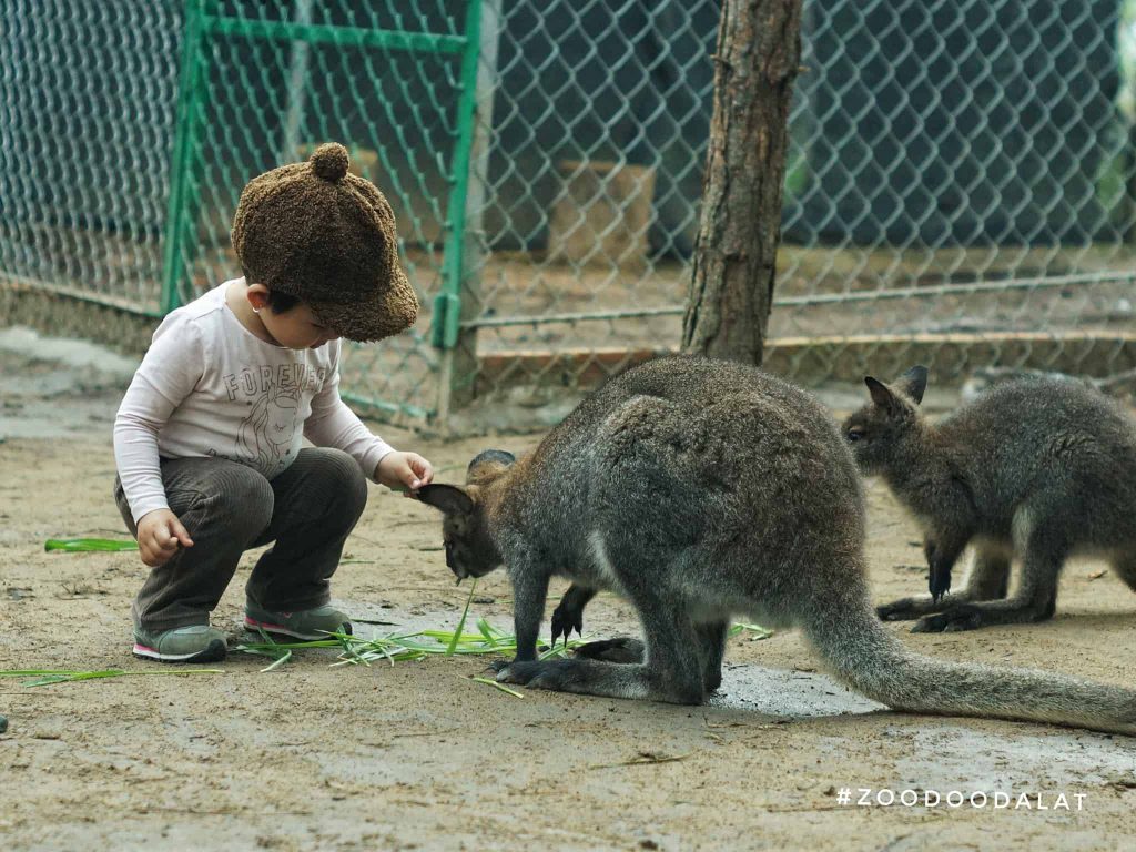 Kinh nghiệm đi Zoodoo – Nào mình cùng đi thăm thú 7