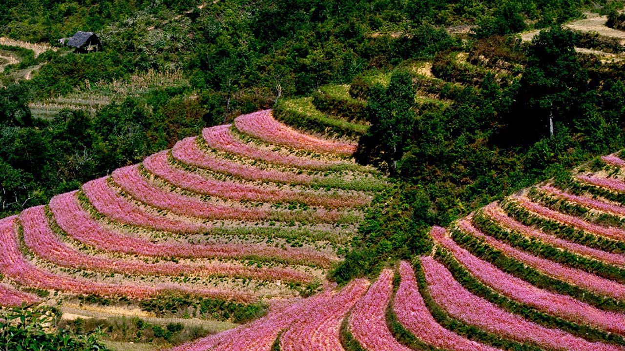 Mùa hoa tam giác mạch Hà Giang - Ngắm nhìn một Hà Giang rực rỡ dịp cuối năm 2