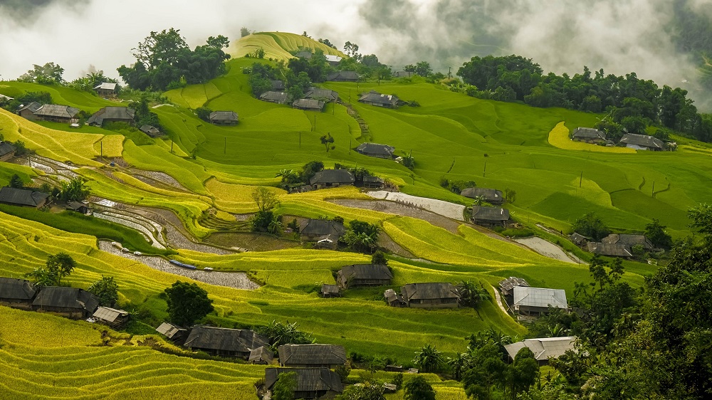 Mùa vàng Hoàng Su Phì - Nét đẹp bình yên giữa chốn cao nguyên 4