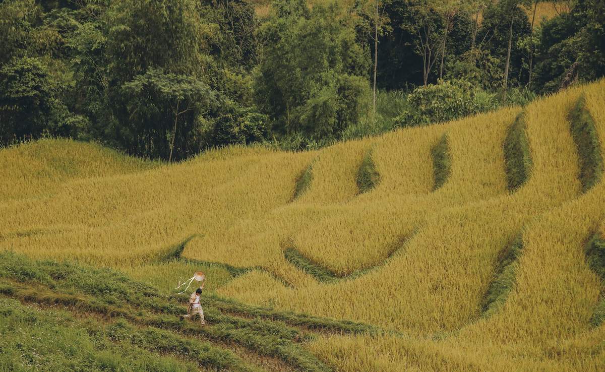 Kinh nghiệm đi Hà Giang săn mùa vàng - Thương nhớ mùa lúa chín ở cao nguyên đá 3