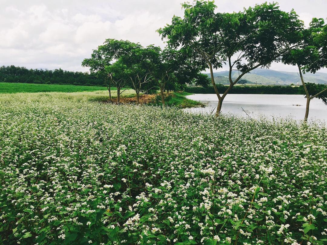 Vườn hoa tam giác mạch Đà Lạt 5