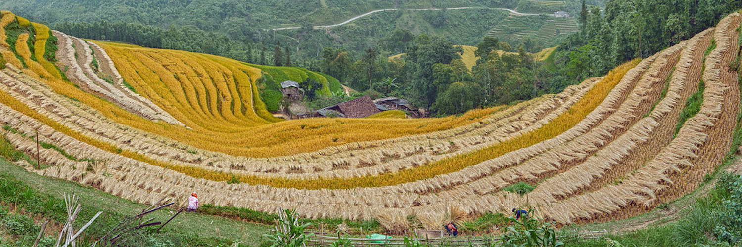 Về Nậm Ty mùa lúa chín tại Hoàng Su Phì 7