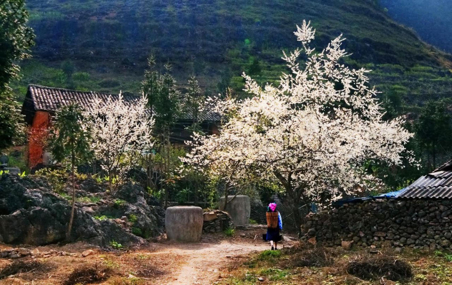 Đắm say trước mùa hoa lê trắng Hà Giang đẹp dịu dàng 4