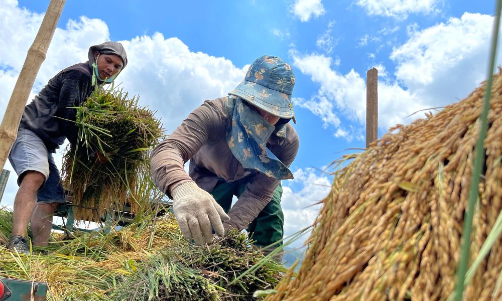 Cánh đồng Ngô Sơn, mảnh ghép tuyệt đẹp giữa đại ngàn xanh thẳm 4